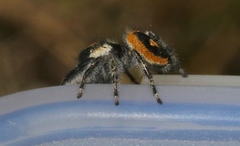 Phidippus californicus