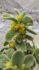 Tetragonia maritima