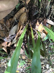 Loxogramme formosana