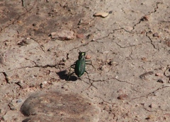 Cicindela nigrocoerulea