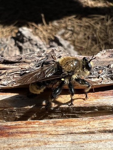 iNaturalist observation photo of Bee-mimic Robber Flies