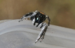 Phidippus californicus