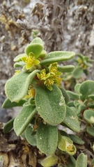 Tetragonia maritima