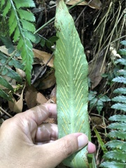 Loxogramme formosana