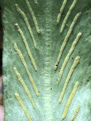 Loxogramme formosana