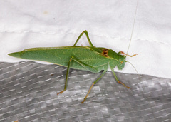 Microcentrum californicum