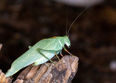 Microcentrum californicum