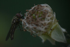 Platycheirus scutatus