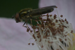 Platycheirus scutatus