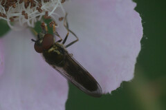 Platycheirus scutatus