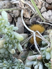 Dasymutilla scitula