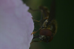 Platycheirus scutatus