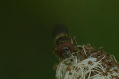 Platycheirus scutatus