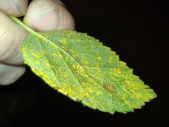 Melampsoridium betulinum
