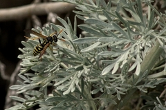 Polistes gallicus