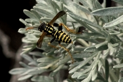 Polistes gallicus