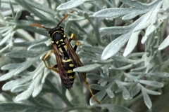 Polistes gallicus