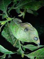 Rhytisma salicinum