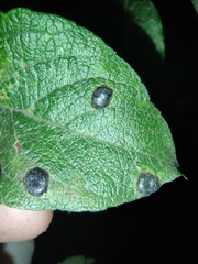 Rhytisma salicinum