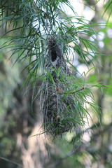 Cacicus chrysonotus