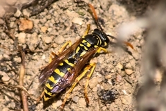 Polistes gallicus