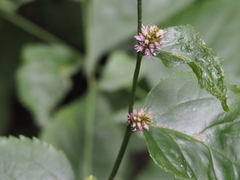 Veronicastrum axillare