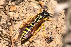 Polistes gallicus