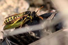 Polistes gallicus