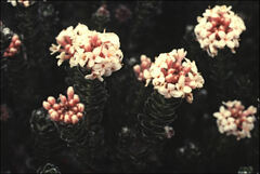 Pimelea sericea
