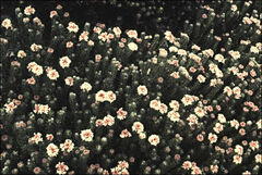 Pimelea sericea