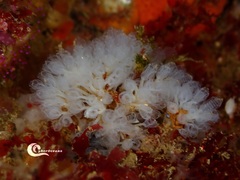 Pycnoclavella communis