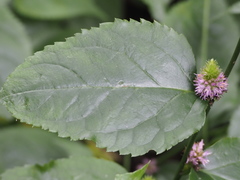Veronicastrum axillare