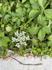 Daucus carota