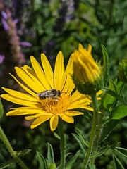 Melissodes microstictus