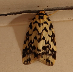 Goniosema anguliscripta