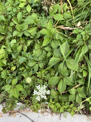 Daucus carota