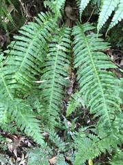 Plagiogyria stenoptera