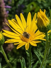 Melissodes microstictus