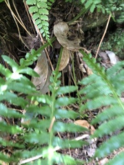 Plagiogyria stenoptera