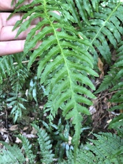 Plagiogyria stenoptera