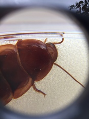 Periplaneta americana