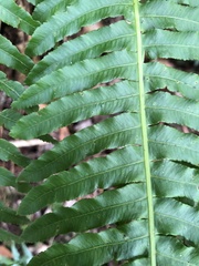 Plagiogyria stenoptera