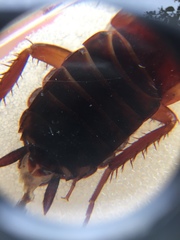 Periplaneta americana