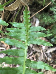 Plagiogyria stenoptera