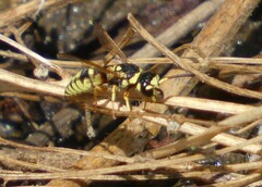 Euodynerus hidalgo viereckii