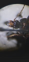 Agonum placidum