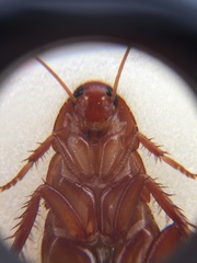 Periplaneta americana