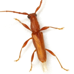 Hypexilis pallida