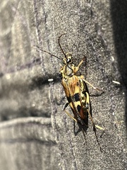 Etorofus obliteratus