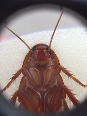Periplaneta americana